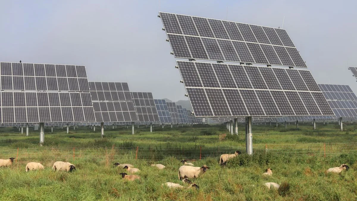 Panouri fotovoltaice pe structuri înalte montate pe sol, deasupra unei pășuni cu oi